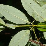 Karwinskia calderonii leaf picture by Nelson Zamora Villalobos (cc-by-nc)