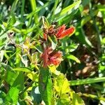 Dicliptera squarrosa flower picture by Trap Hers (cc-by-sa)