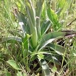Neotinea ustulata leaf picture by beurny (cc-by-sa)