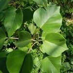 Ipomoea carnea leaf picture by jim seychelles (cc-by-sa)
