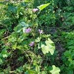 Malva parviflora habit picture by Gertrude Pouzet (cc-by-sa)