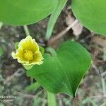 Limnocharis flava flower picture by anilkumar ayyappan (cc-by-sa)