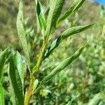 Escallonia cordobensis leaf picture by Trap Hers (cc-by-sa)