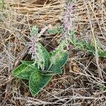 Ledebouria revoluta habit picture by Susan Brown (cc-by-sa)