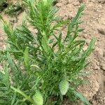 Papaver argemone leaf picture by Mar henry (cc-by-sa)