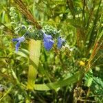 Salvia azurea flower picture by Railey (cc-by-sa)