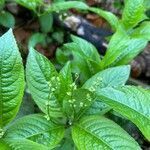 Mercurialis perennis habit picture by Loïc Lehalle (cc-by-sa)