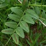 Vicia sepium leaf picture by Kai Best (cc-by-sa)