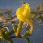 Oenothera humifusa flower picture by Sylvain Piry (cc-by-sa)