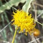 Thelesperma megapotamicum flower picture by Trap Hers (cc-by-sa)