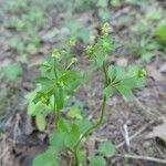 Ranunculus abortivus habit picture by Maarten Vanhove (cc-by-sa)