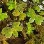 Ranunculus peltatus leaf picture by Prieta Javier (cc-by-sa)