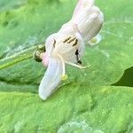 Lonicera nigra flower picture by Francois Mansour (cc-by-sa)