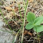 Ranunculus thora leaf picture by Pizzutti Roberto (cc-by-sa)