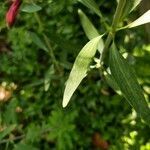 Alstroemeria psittacina leaf picture by Chris Griggs (cc-by-sa)