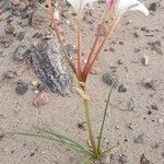 Hieronymiella clidanthoides habit picture by Trap Hers (cc-by-sa)