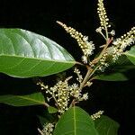 Croton schiedeanus flower picture by Nelson Zamora Villalobos (cc-by-nc)