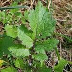Sinapis alba leaf picture by divad (cc-by-sa)