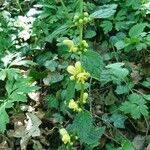 Lamium galeobdolon habit picture by Sasha Piffre (cc-by-sa)