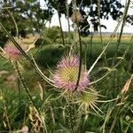 Dipsacus fullonum flower picture by lege (cc-by-sa)