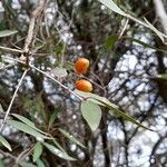 Blepharocalyx salicifolius fruit picture by Trap Hers (cc-by-sa)