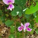 Vigna frutescens flower picture by susan brown (cc-by-sa)