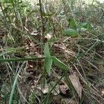 Desmodium paniculatum habit picture by Aaron Jenkins (cc-by-sa)