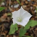 Calystegia spithamaea flower picture by Ron Ron (cc-by-sa)