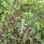 Senecio vulgaris leaf picture by Cristian Zanella Cristian Zanella (cc-by-sa)