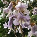 Paulownia tomentosa flower picture by Renato Lima (cc-by-sa)
