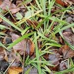 Carex laevigata leaf picture by Koen Martens (cc-by-sa)