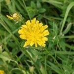 Crepis setosa flower picture by Michel AMBROISE (cc-by-sa)