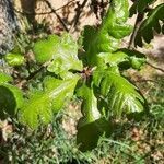 Quercus garryana leaf picture by Devon Colman (cc-by-sa)