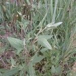 Atriplex prostrata leaf picture by García Calero Cristina (cc-by-sa)