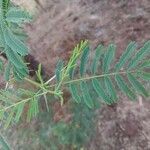 Dichrostachys cinerea leaf picture by Ankit Pathak (cc-by-sa)