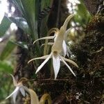 Jumellea triquetra flower picture by Hugo SANTACREU (cc-by-sa)