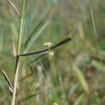 Rhynchospora alba flower picture by Manon Bounous (cc-by-sa)