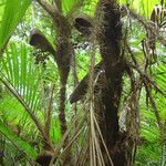Bactris setosa habit picture by Renato Lima (cc-by-nc-sa)