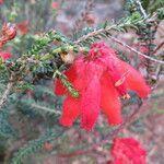 Erica cerinthoides flower picture by Daniel Barthelemy (cc-by-nc)