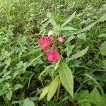Impatiens balsamina flower picture by lallesh kumar (cc-by-sa)