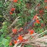 Salvia coccinea buc'hoz ex flower picture by William Wattles (cc-by-sa)