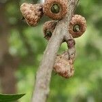 Quercus palustris fruit picture by Dieter Albrecht (cc-by-sa)
