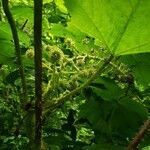 Oplopanax horridus fruit picture by Nate Cardozo (cc-by-sa)