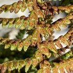 Dryopteris villarii fruit picture by Fabien Anthelme (cc-by-sa)