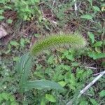 Setaria italica flower picture by Association Environat (cc-by-sa)