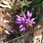 Sowerbaea laxiflora flower picture by Julia Wolpertinger (cc-by-sa)