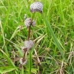 Caesulia axillaris flower picture by Orca The Killer Whale Narwhal (cc-by-sa)