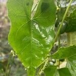 Melothria pendula leaf picture by Planta Libre (cc-by-sa)