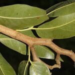 Hymenaea courbaril leaf picture by Nelson Zamora Villalobos (cc-by-nc)