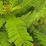 Mimosa regina leaf picture by Andraus Eduardo (cc-by-sa)